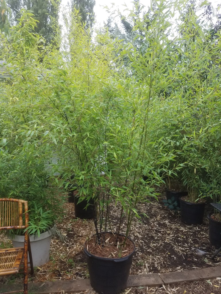 Black bamboo